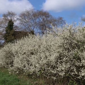Schlehe / Schwarzdorn Schlehe / Schwarzdorn