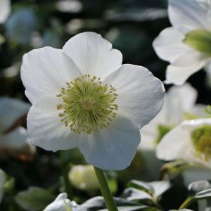 Schwarze Christrose Schwarze Christrose
