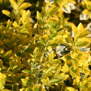 Spindelstrauch / Kriechspindel 'Emerald'n Gold' Spindelstrauch / Kriechspindel 'Emerald'n Gold'