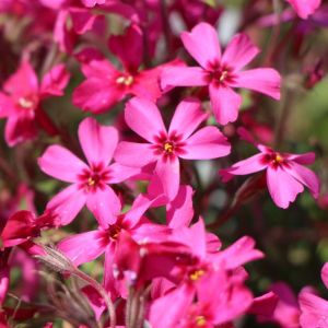 Teppich-Flammenblume 'Scarlet Flame' Teppich-Flammenblume 'Scarlet Flame'