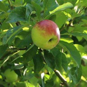 Wildapfel / Holzapfel / Gemeiner Apfel Wildapfel / Holzapfel / Gemeiner Apfel