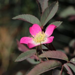 Wildrose Hechtrose / Rotblättrige Rose glauca Wildrose Hechtrose / Rotblättrige Rose glauca