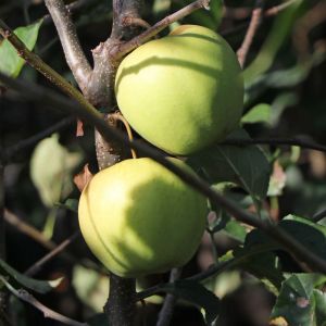 Winterapfel 'Golden Delicious' Winterapfel 'Golden Delicious'