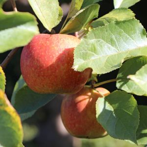 Winterapfel 'Roter Boskoop' Winterapfel 'Roter Boskoop'