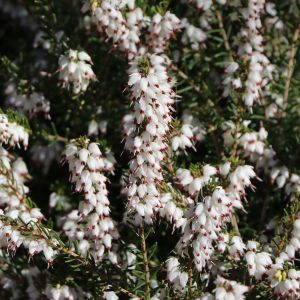 Winterblühende Heide 'White Perfection' / 'Isabell' Winterblühende Heide 'White Perfection' / 'Isabell'