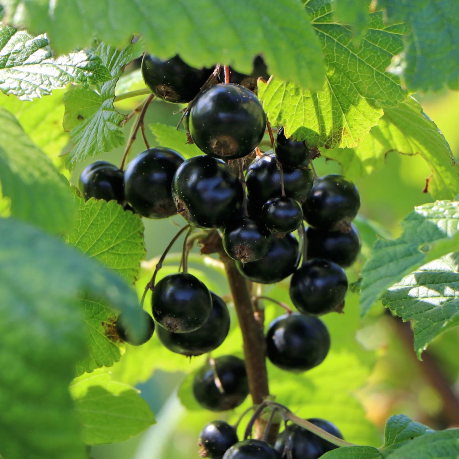 schwarze Johannisbeeren 'Titania' Ribes nigrum 'Titania
