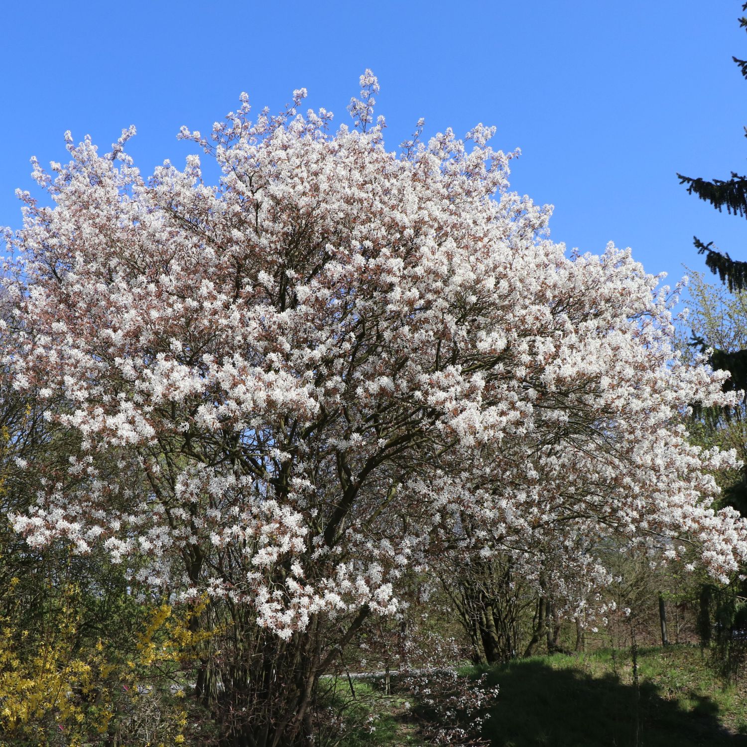 Kupfer Felsenbirne / Amelanchier / Felsenbirne Amelanchier lamarckii