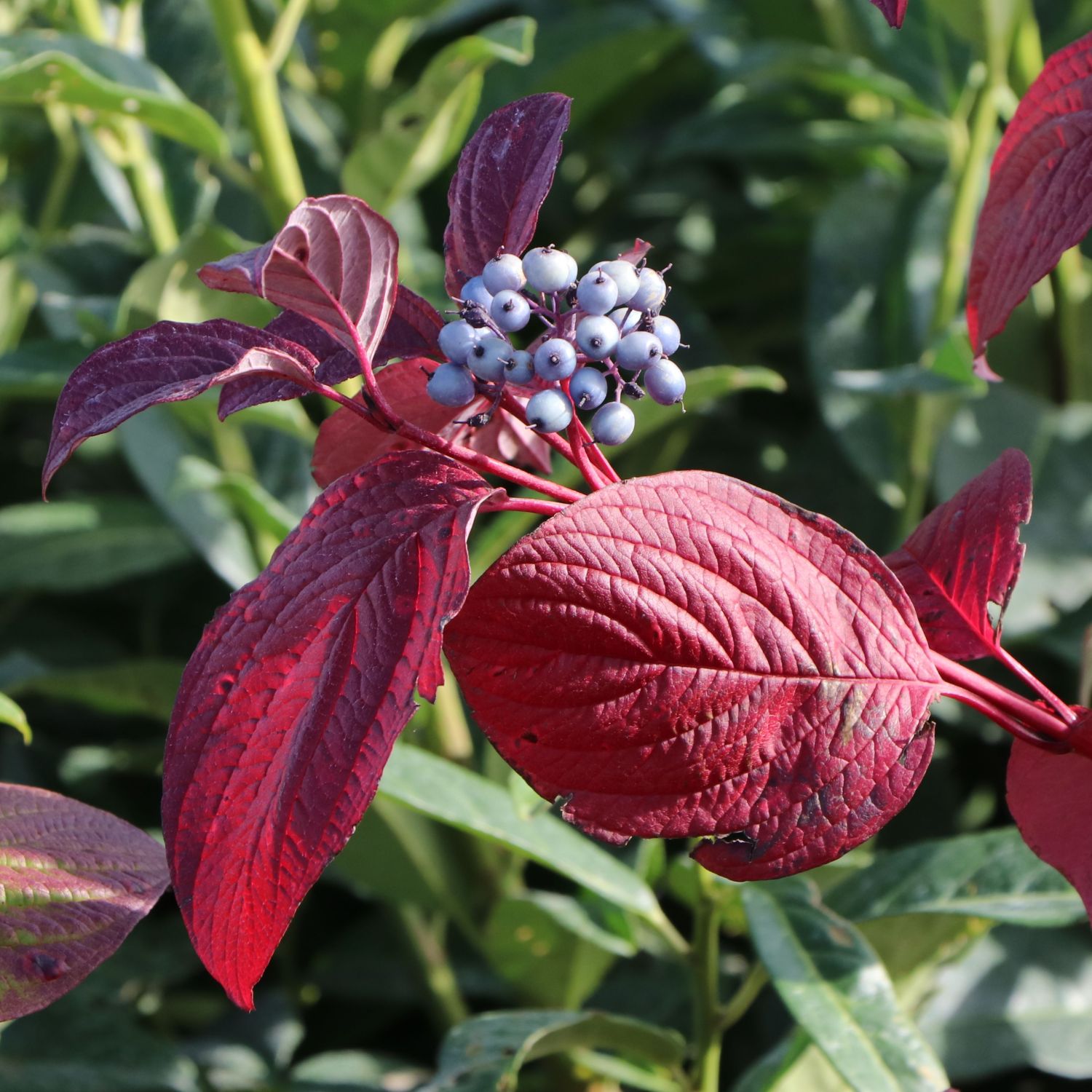 Rotholz Hartriegel / PurpurHartriegel 'Sibirica' Cornus alba