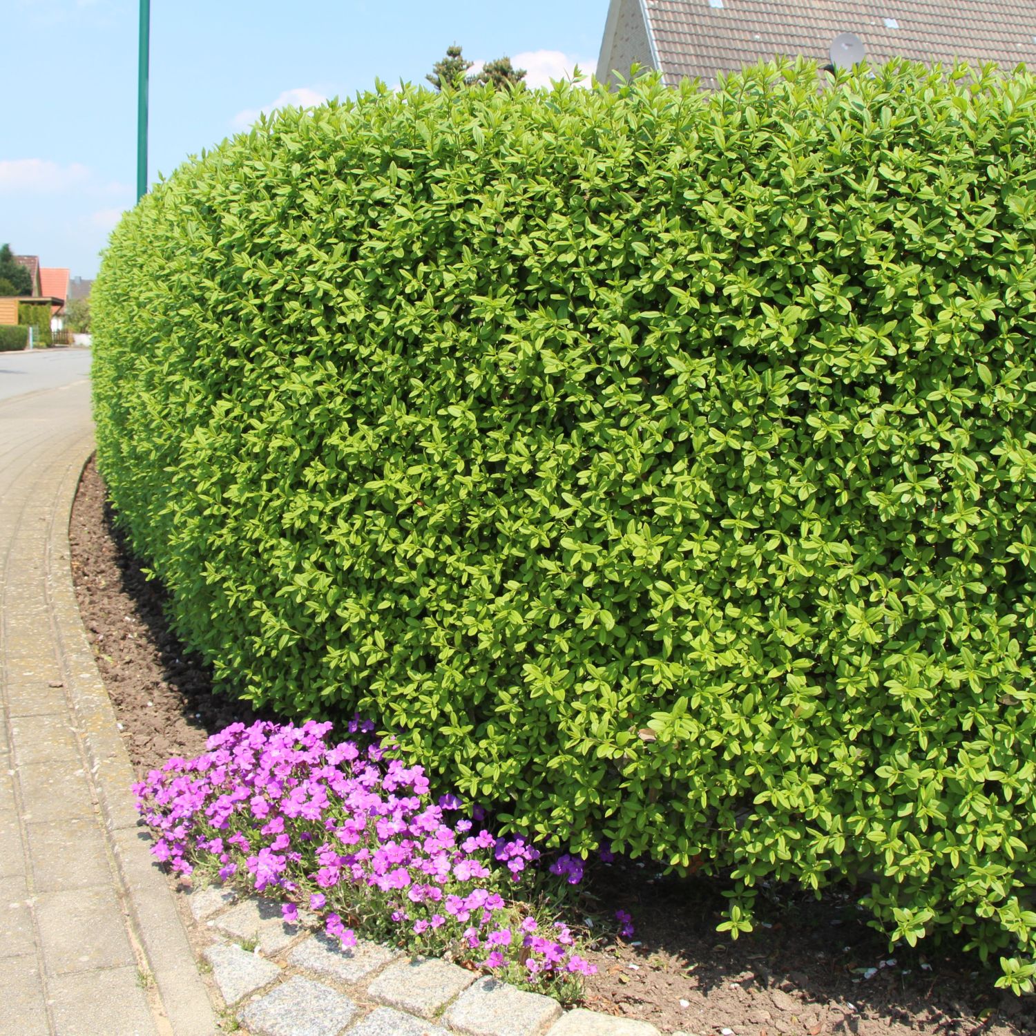 Schwarzgrüner Liguster 'Atrovirens' Ligustrum vulgare 'Atrovirens