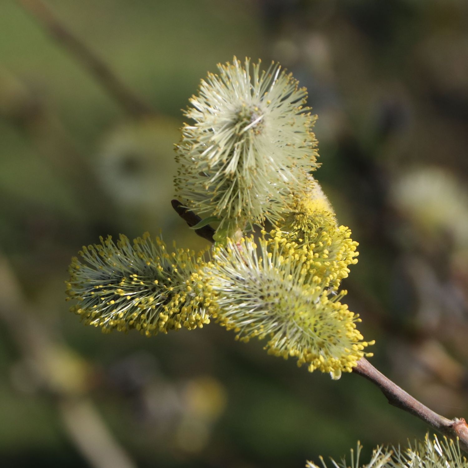 Weide Baum Blüte Weide Baum Blüte
