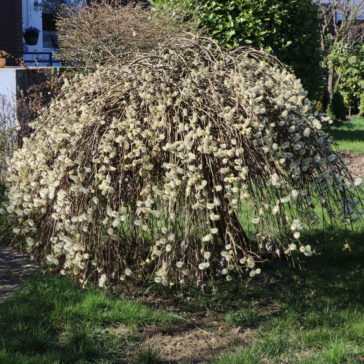 Hängende Kätzchenweide 'Pendula' / 'Kilmarnock' Salix