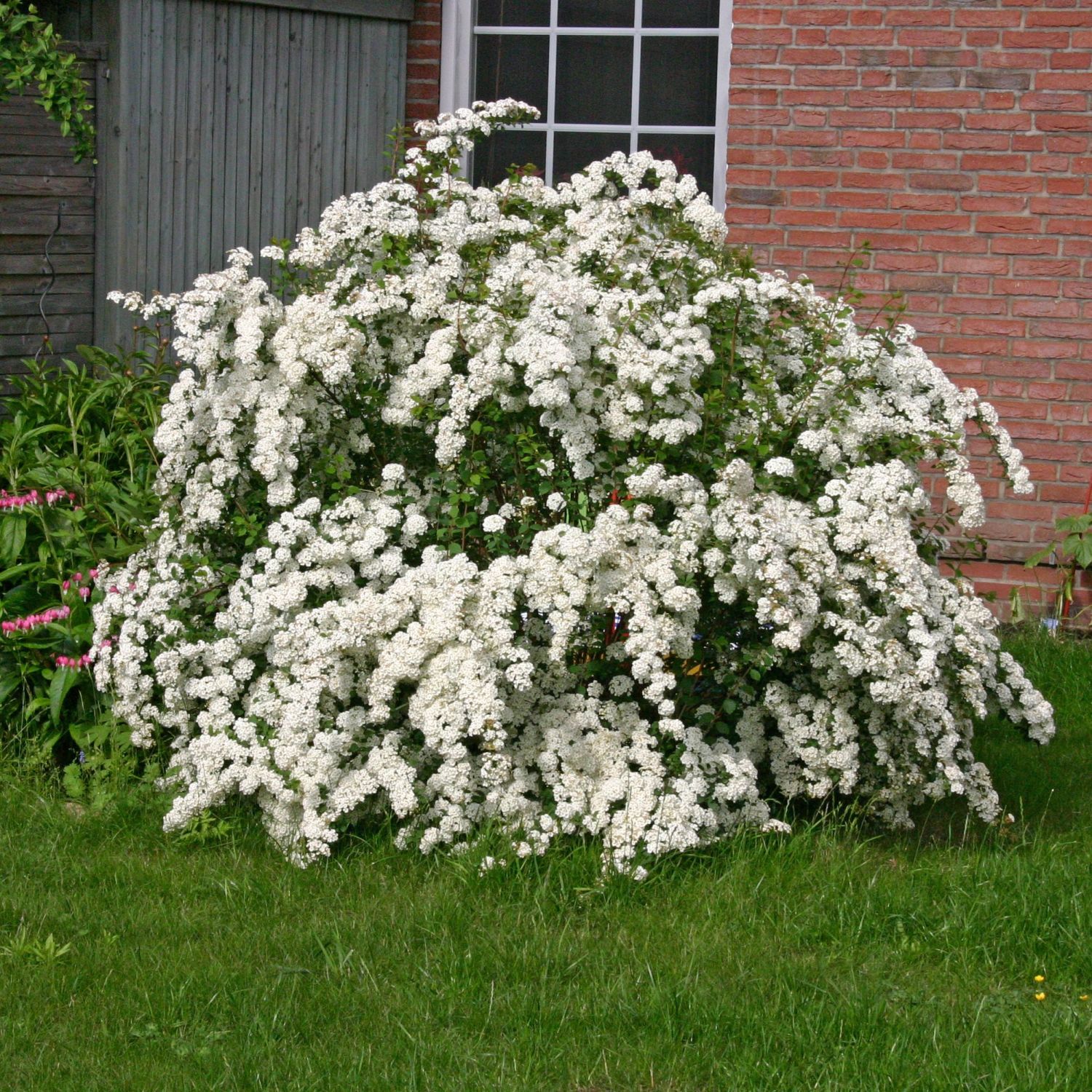 Prachtspiere Spiraea vanhouttei Pflanzenschleuder