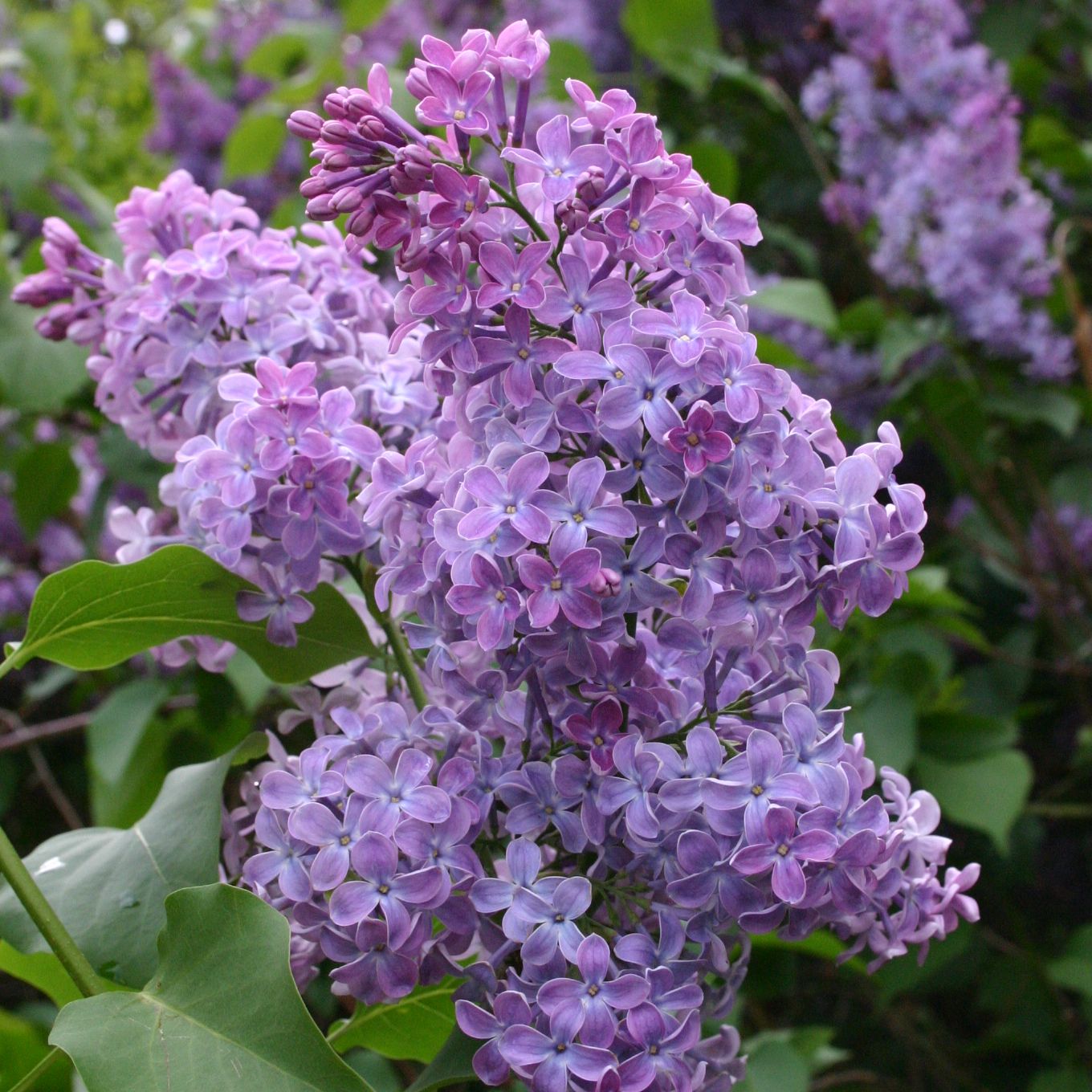 Wildflieder / Gemeiner Flieder Syringa vulgaris