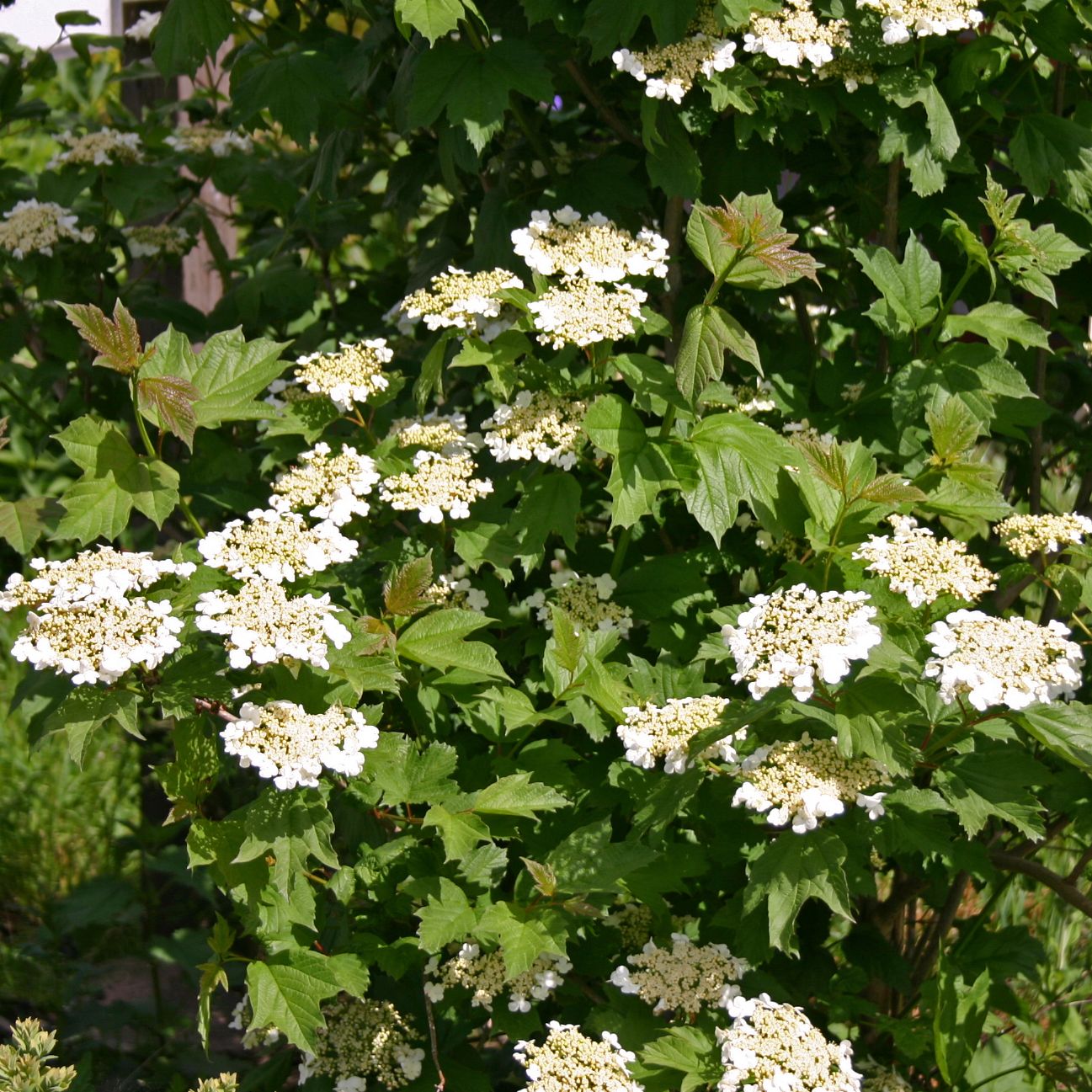 Gemeiner Schneeball Viburnum opulus Pflanzenschleuder Gemeiner Schneeball Viburnum opulus Pflanzenschleuder
