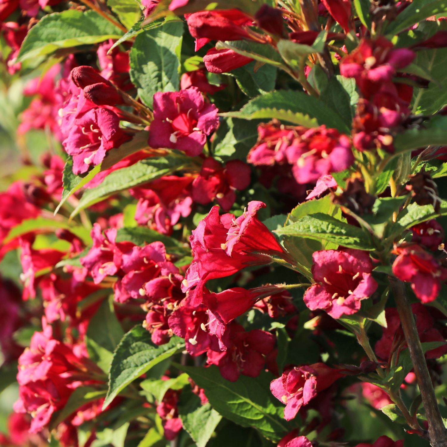 Weigelie 'Bristol Ruby' Weigela 'Bristol Ruby' Pflanzenschleuder