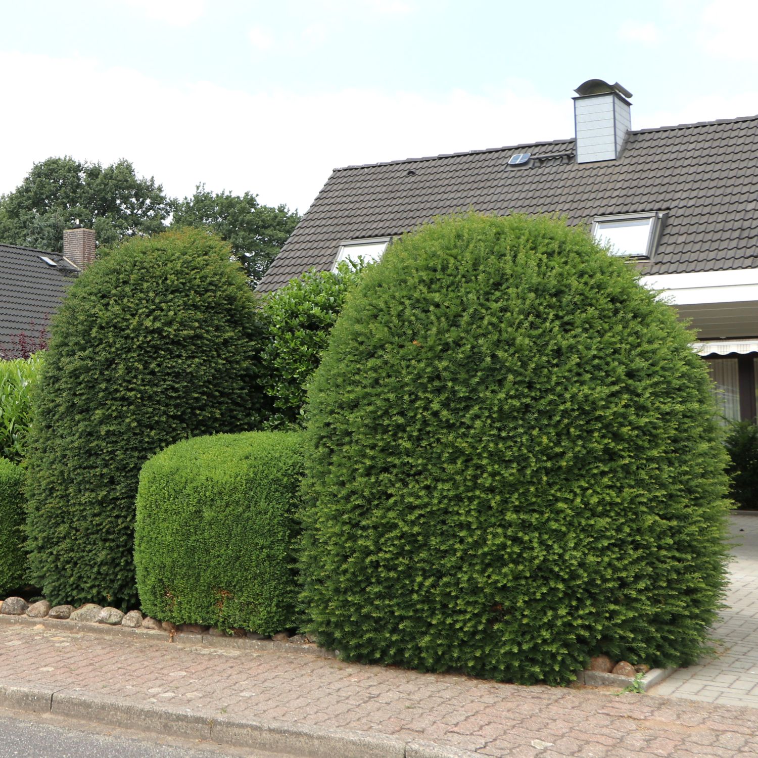 Eibe Taxus baccata Pflanzenschleuder