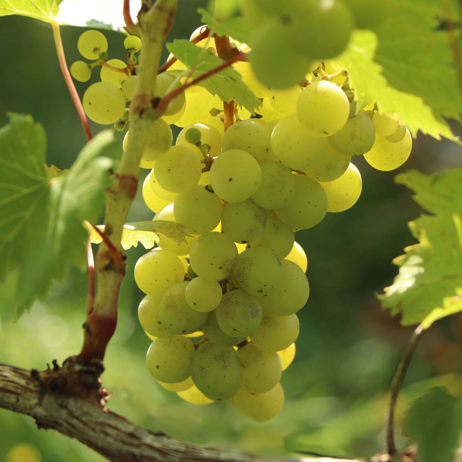 Weintraube 'Phönix' Vitis 'Phönix' Pflanzenschleuder