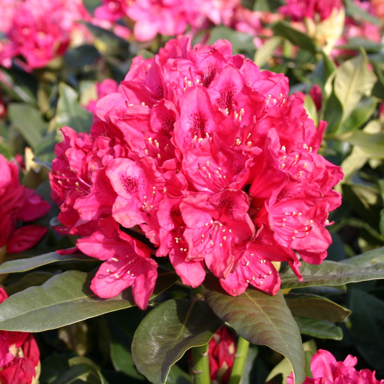 Rhododendron 'Nova Zembla' - Rhododendron Hybride 'Nova Zembla ...