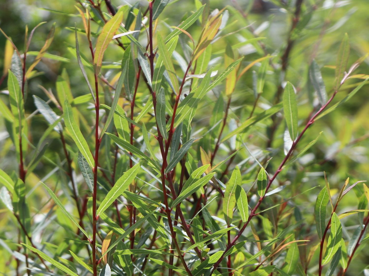 bachweide / purpurweide - salix purpurea - pflanzenschleuder