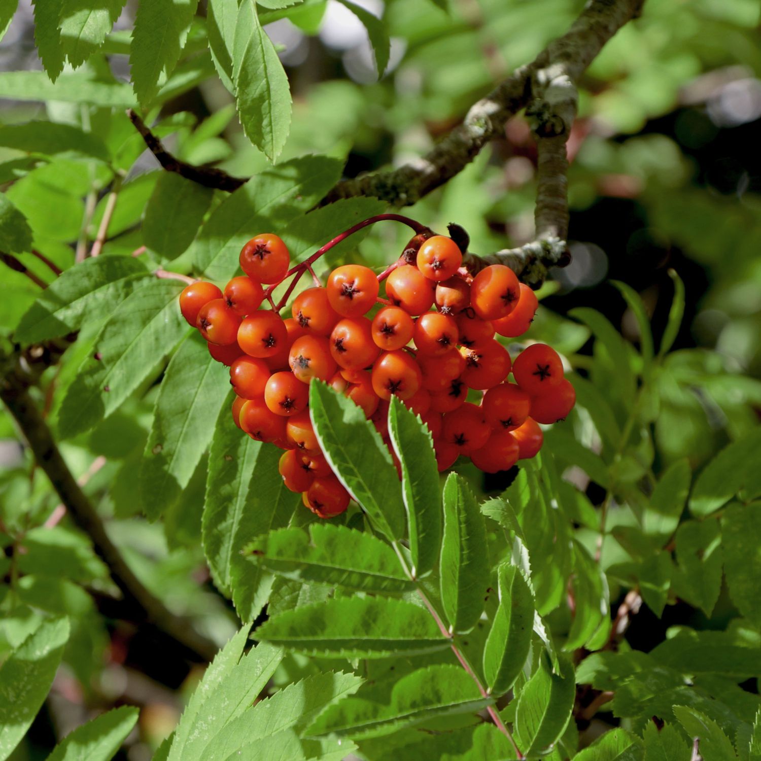 Eberesche - / \'Edulis\' Pflanzenschleuder - aucuparia Essbare Sorbus \'Edulis\' Vogelbeere