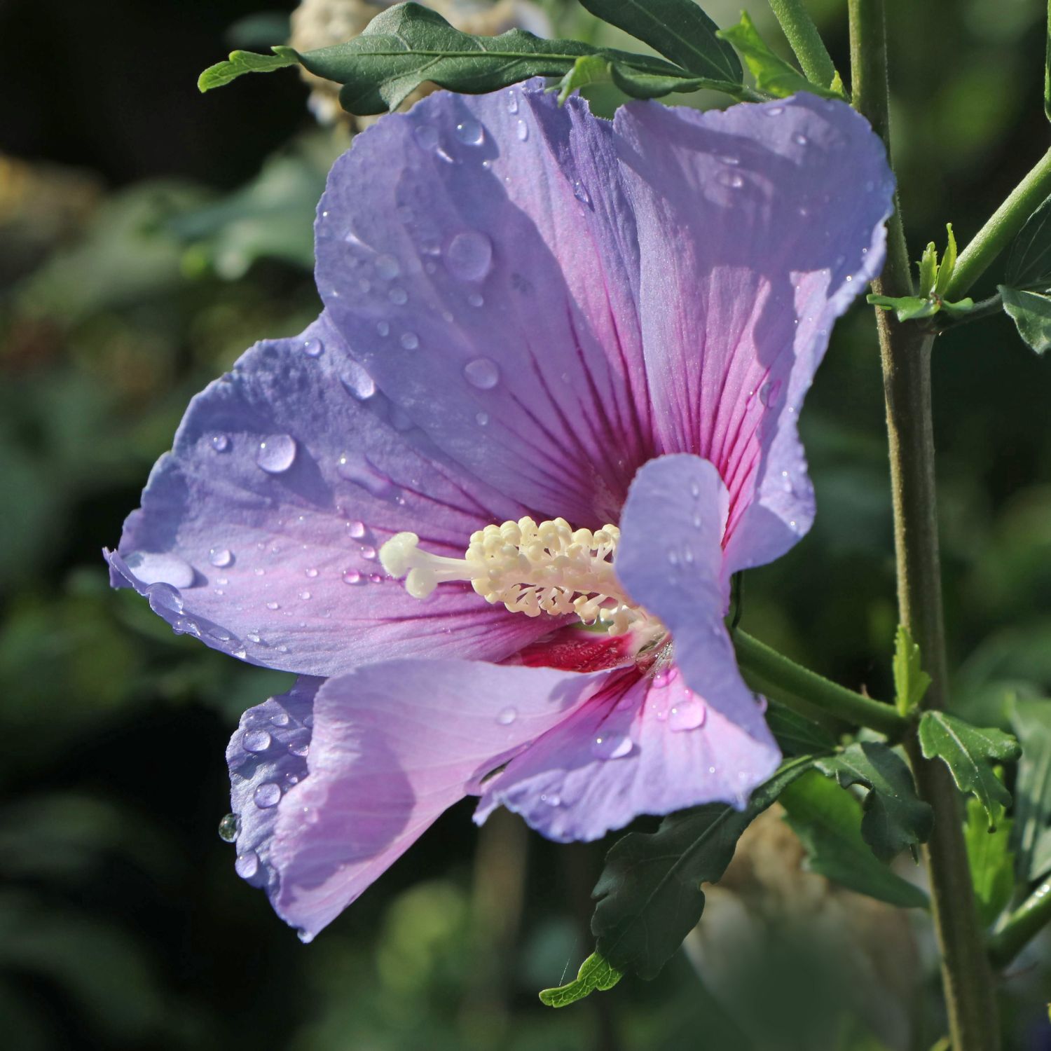 Garteneibisch \'Blue Bird\' / \'Oiseau Bleu\' - Hibiscus syriacus \'Blue Bird\' /  \'Oiseau Bleu\' - Pflanzenschleuder