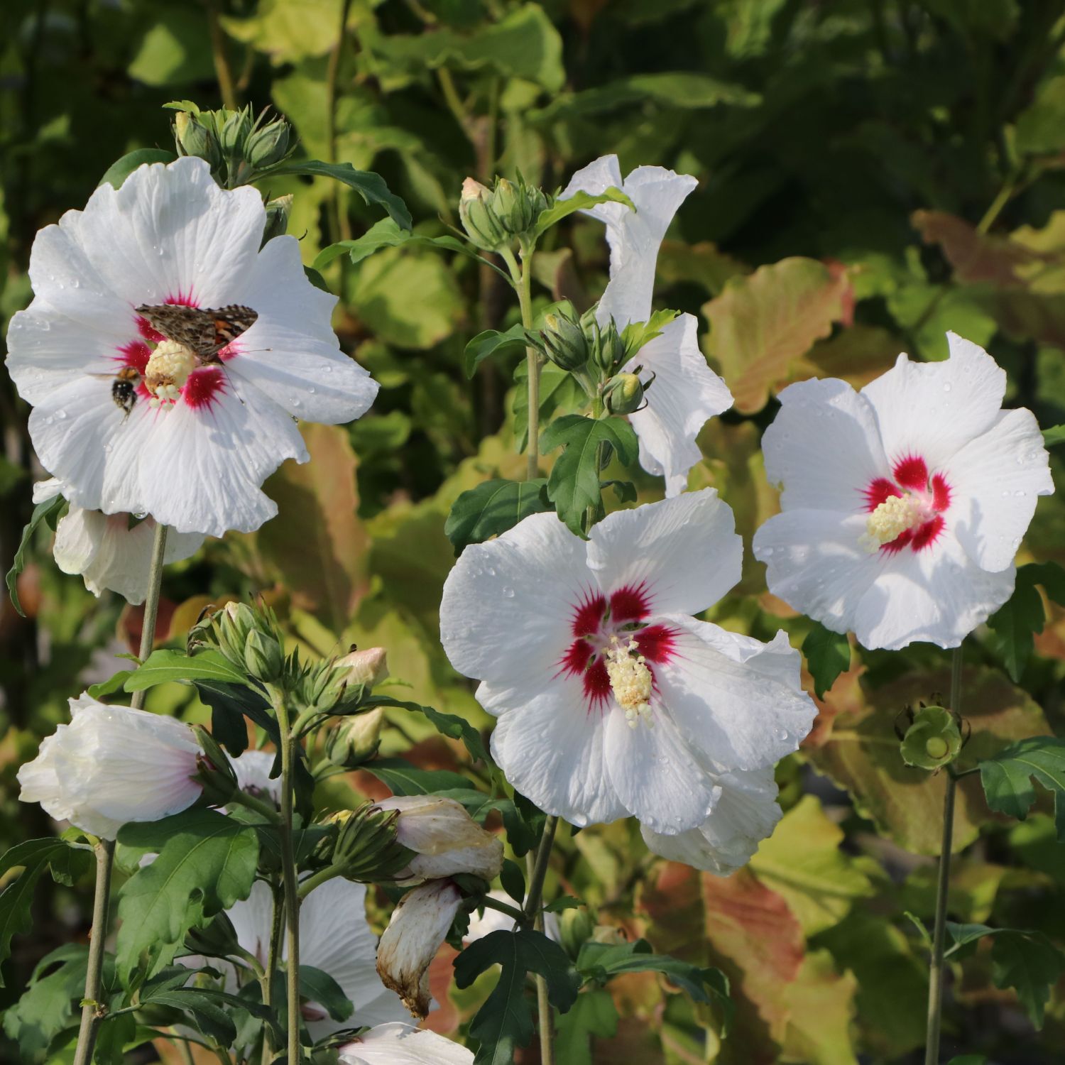 Garteneibisch 'Red Heart' - Hibiscus syriacus 'Red Heart' -  Pflanzenschleuder