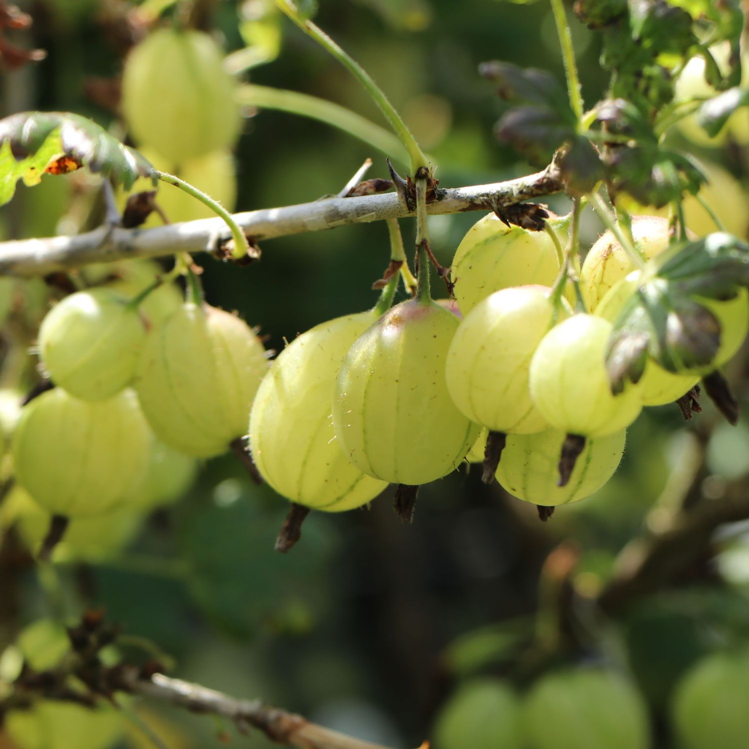 Gelbe Stachelbeere \'Invicta\' (ertragreich & robust) - Ribes uva-crispa \' Invicta\' - Pflanzenschleuder