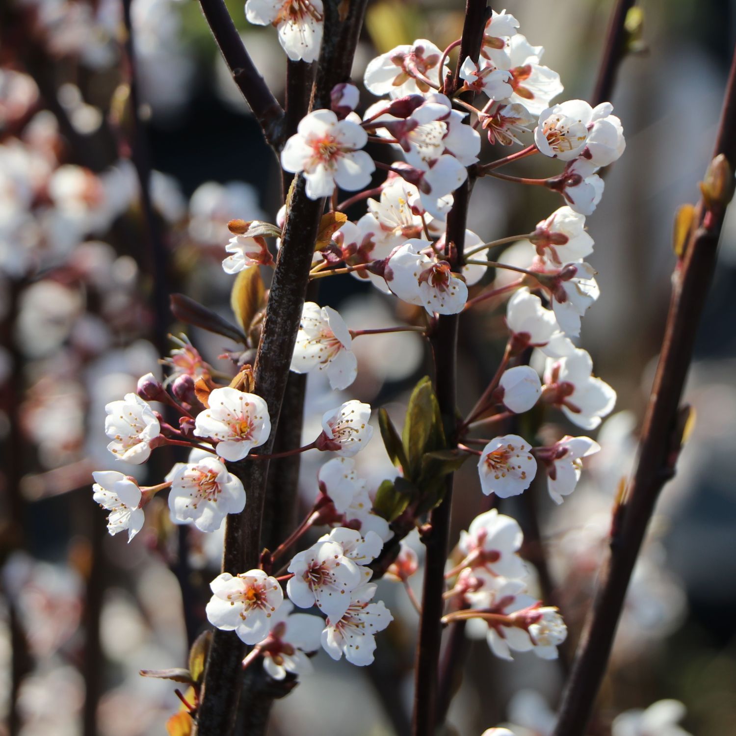 Großfrüchtige / Essbare Blutpflaume 'Trailblazer' / 'Hollywood' - Prunus  cerasifera 'Trailblazer' / 'Hollywood' - Pflanzenschleuder