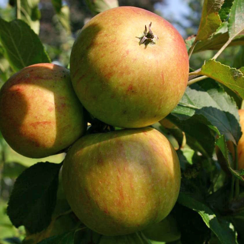 Herbstapfel 'Cox Orange' Renette - Malus 'Cox Orange' Renette -  Pflanzenschleuder