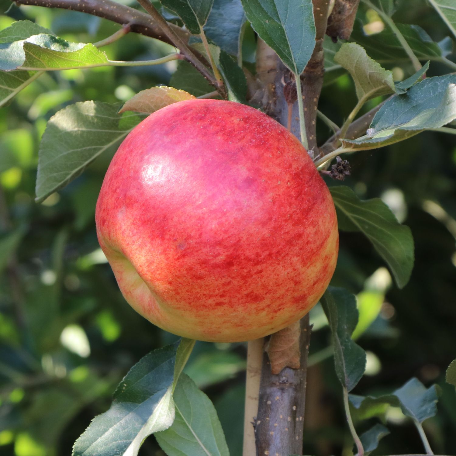 Herbstapfel 'Elstar' - Malus domestica 'Elstar' - Pflanzenschleuder