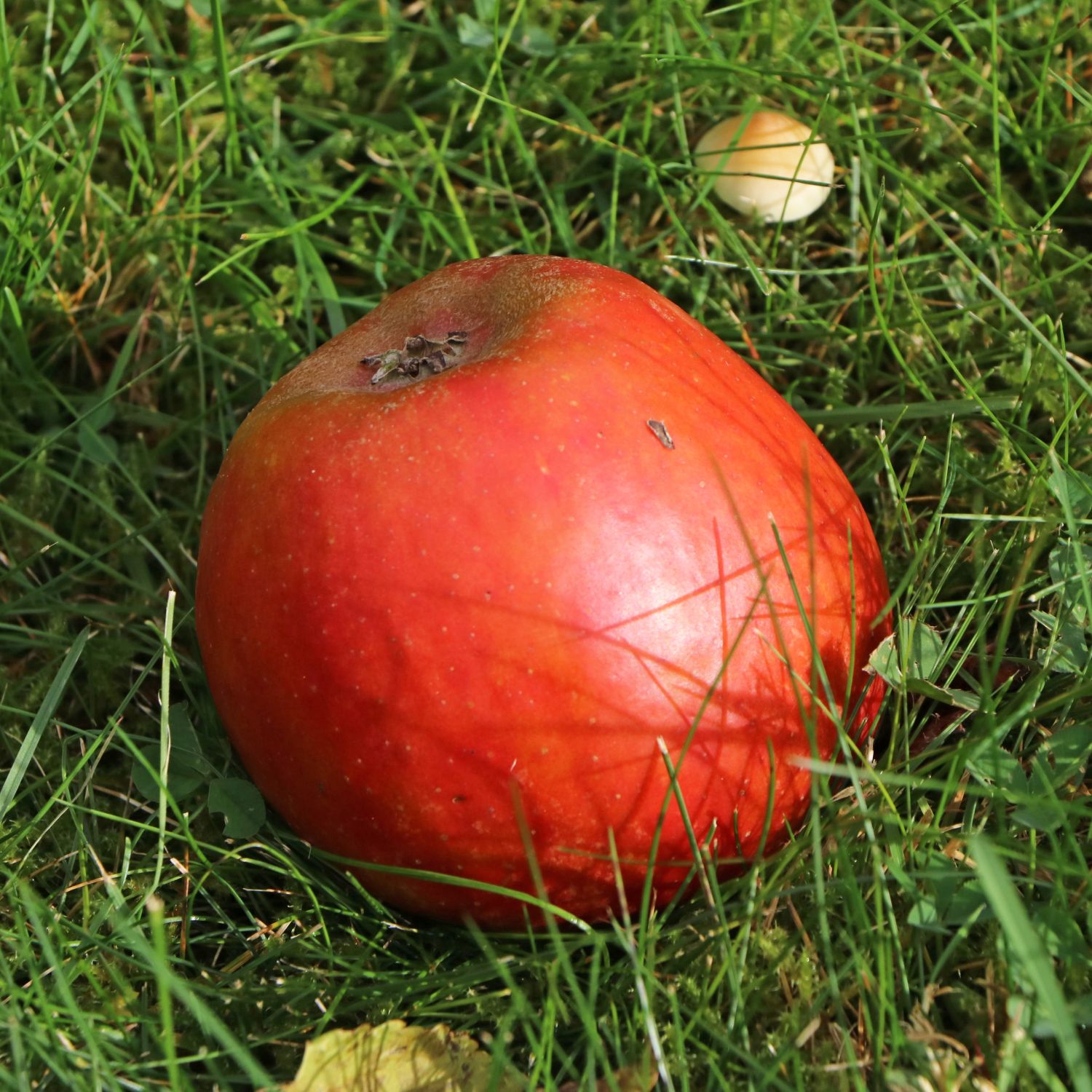 Herbstapfel 'Holsteiner Cox' - Malus 'Holsteiner Cox' - Pflanzenschleuder