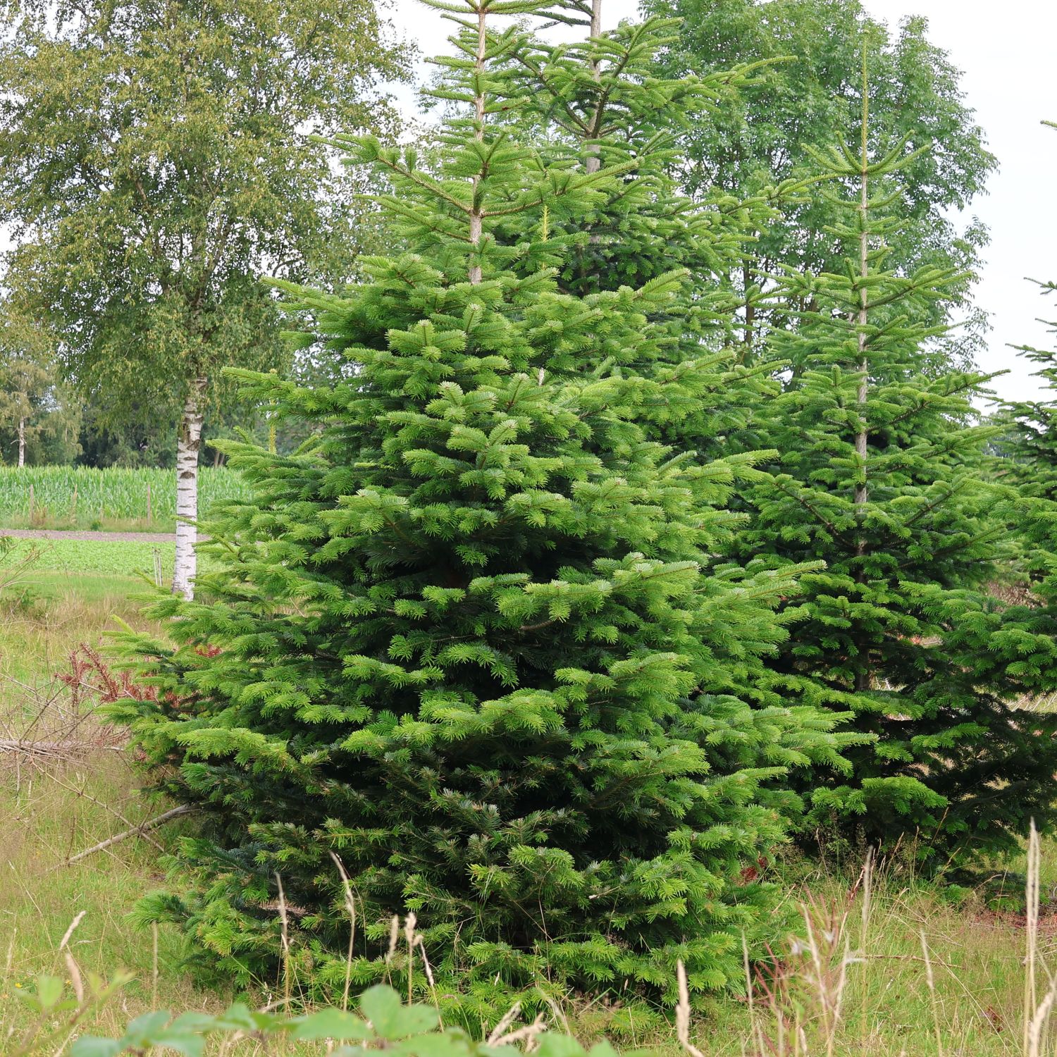 Nordmann Tanne / KaukasusTanne Abies nordmanniana Pflanzenschleuder