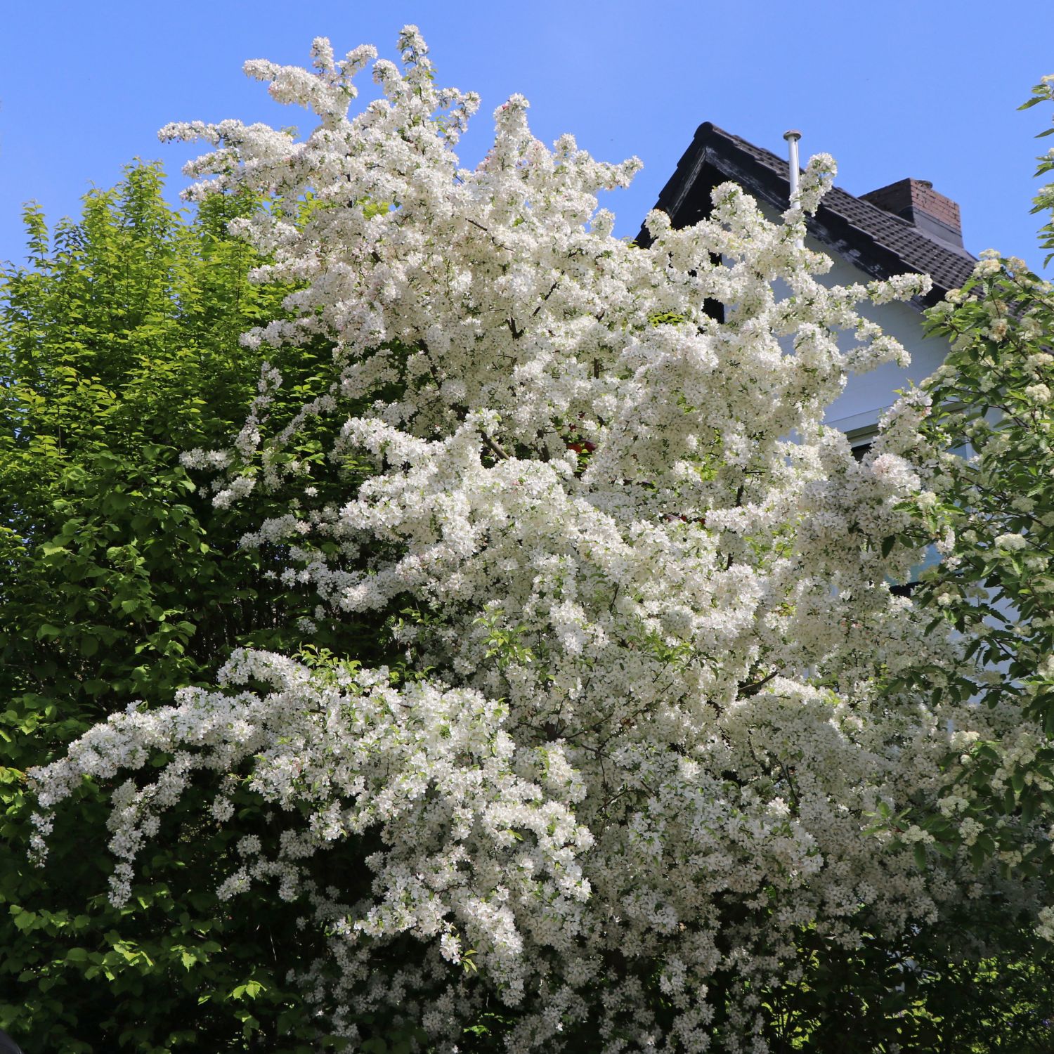 Malus Toringo Sargentii Veredlung Baumschule Lorenz Von