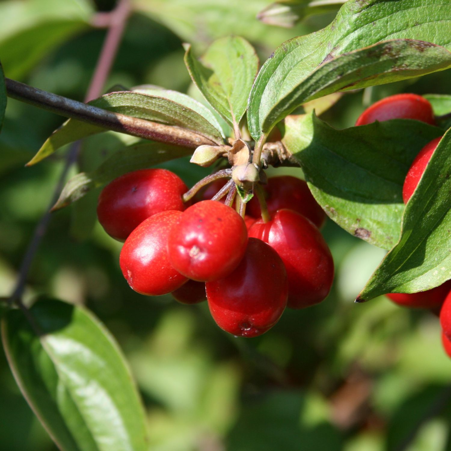 Kornelkirsche - Cornus mas - Pflanzenschleuder