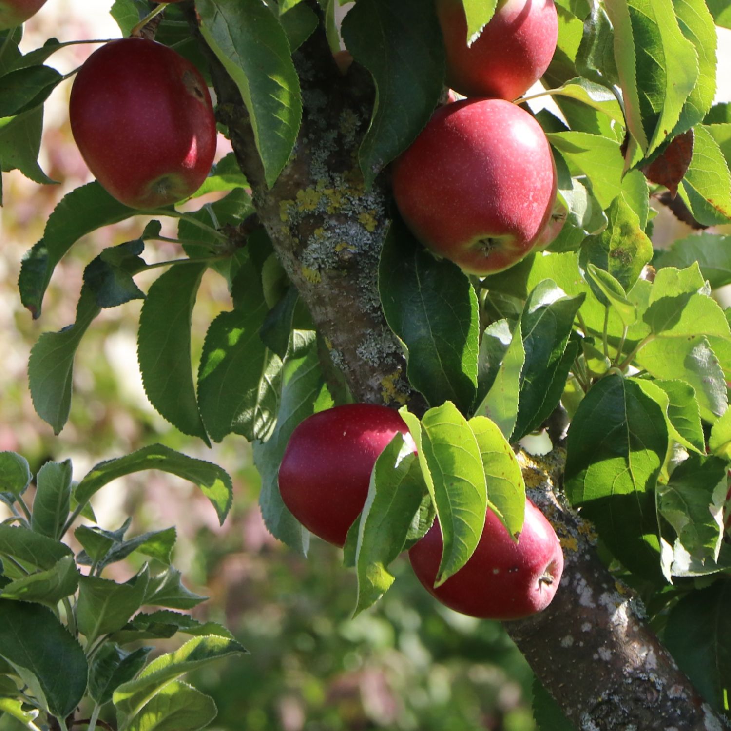 Säulenapfel Ballerina \'Waltz\' ® - Malus Ballerina \'Waltz\' ® -  Pflanzenschleuder | Obstbäume & Gemüsepflanzen