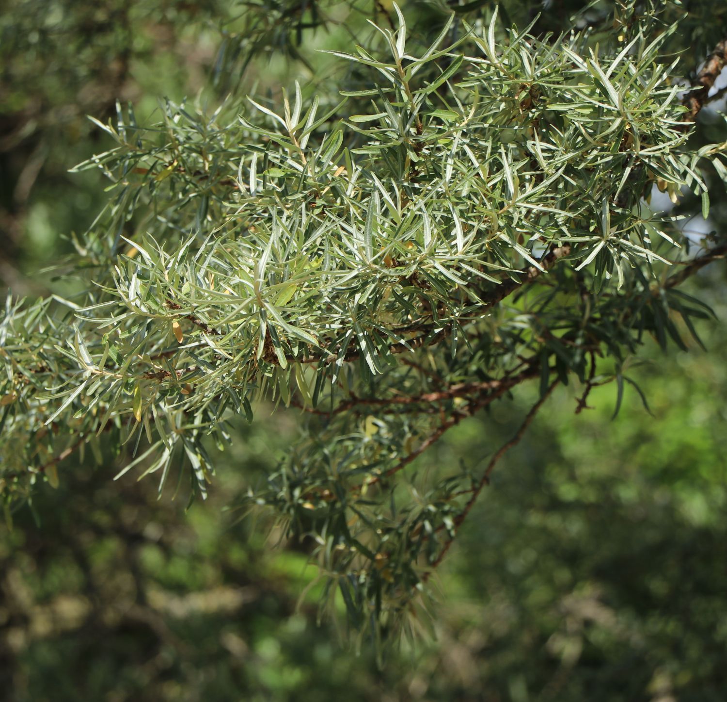 Sanddorn 'Pollmix' - Hippophae rhamnoides 'Pollmix' (männlich) -  Pflanzenschleuder