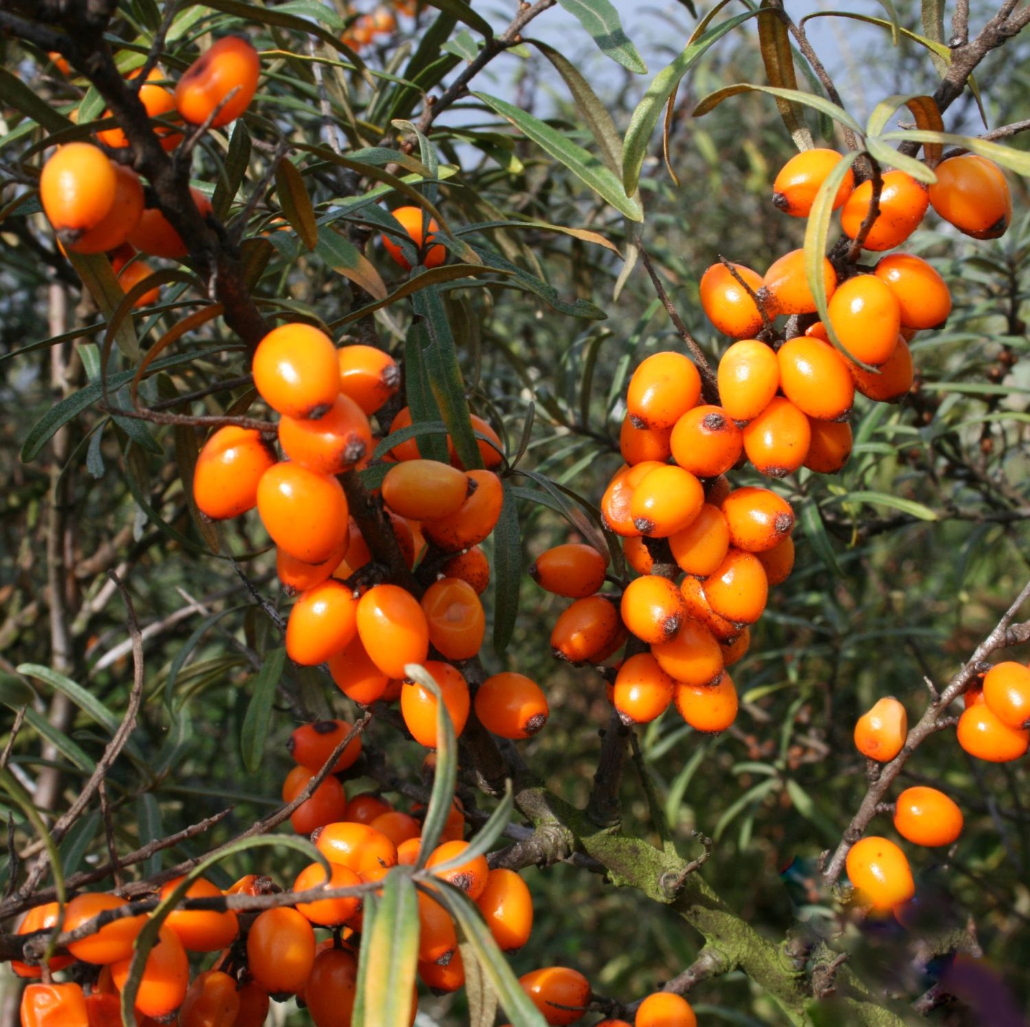 Sanddorn weiblich 'Leikora' - Hippophae rhamnoides 'Leikora' -  Pflanzenschleuder