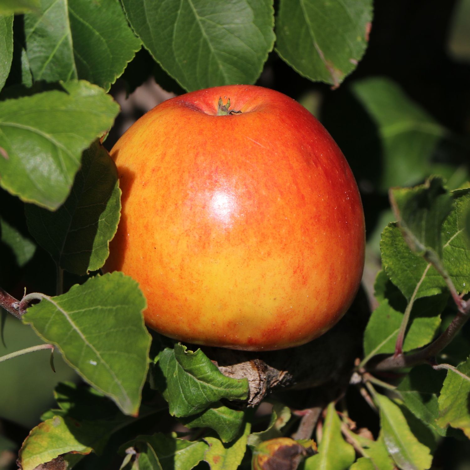 Sommerapfel 'James Grieve' - Malus 'James Grieve' - Pflanzenschleuder