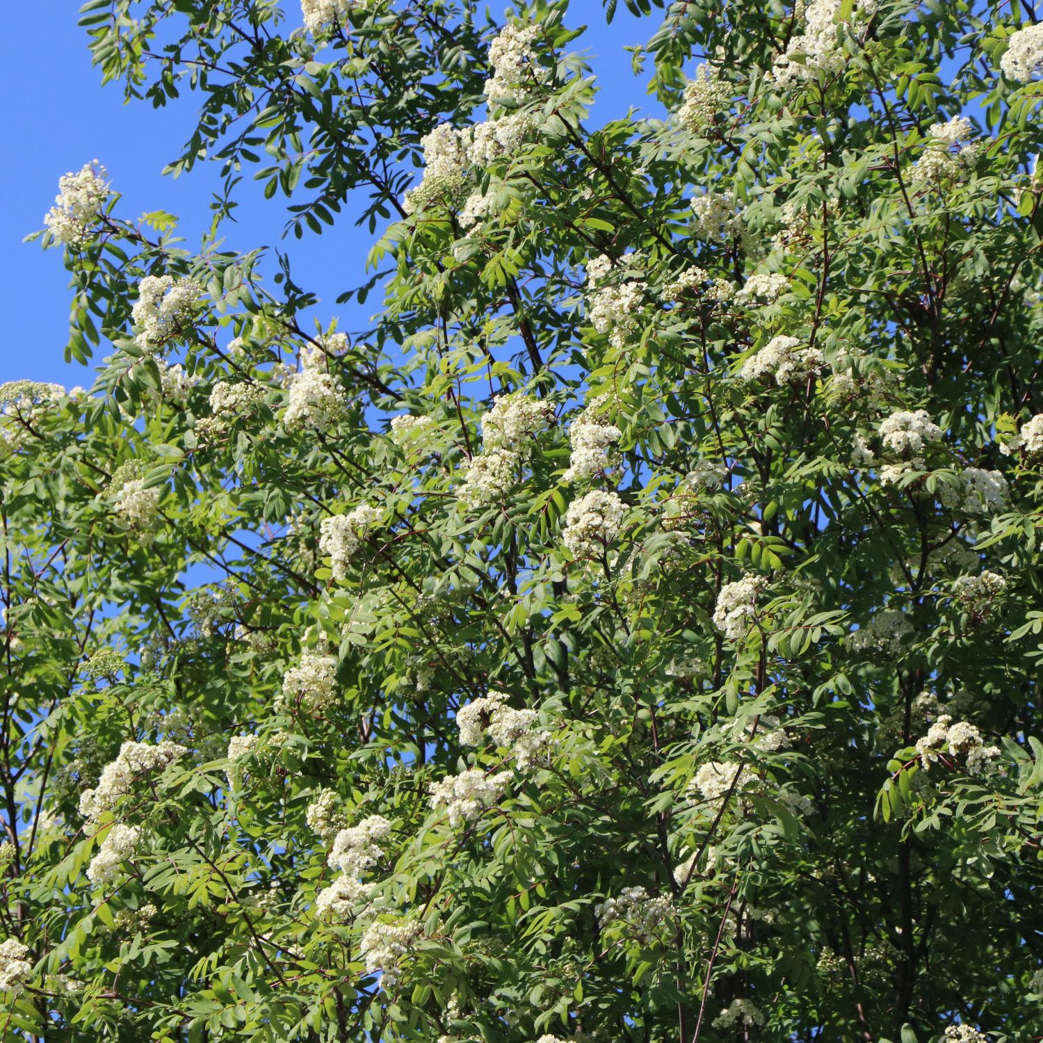 Vogelbeere / Eberesche - Sorbus aucuparia - Pflanzenschleuder