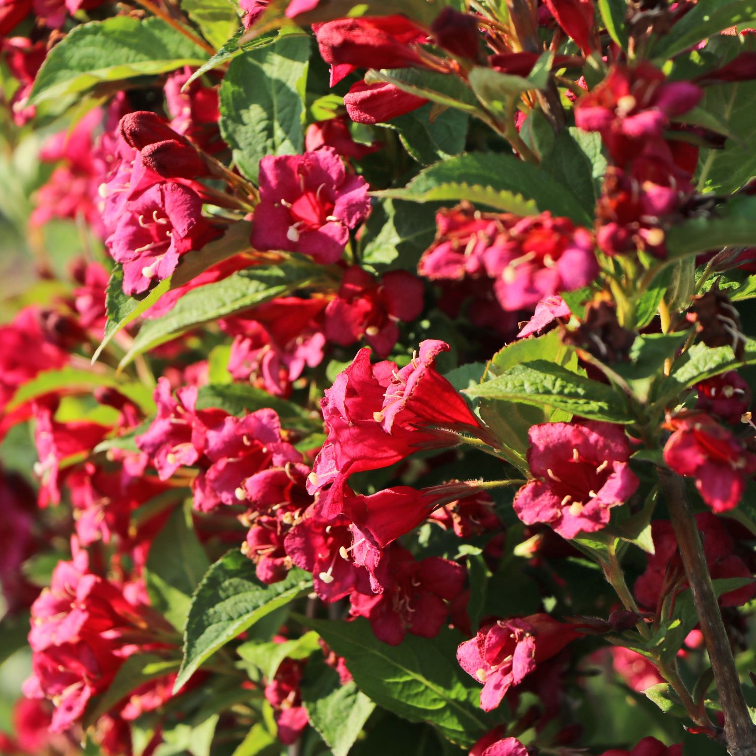 Weigelie 'Bristol Ruby' - Weigela 'Bristol Ruby' - Pflanzenschleuder